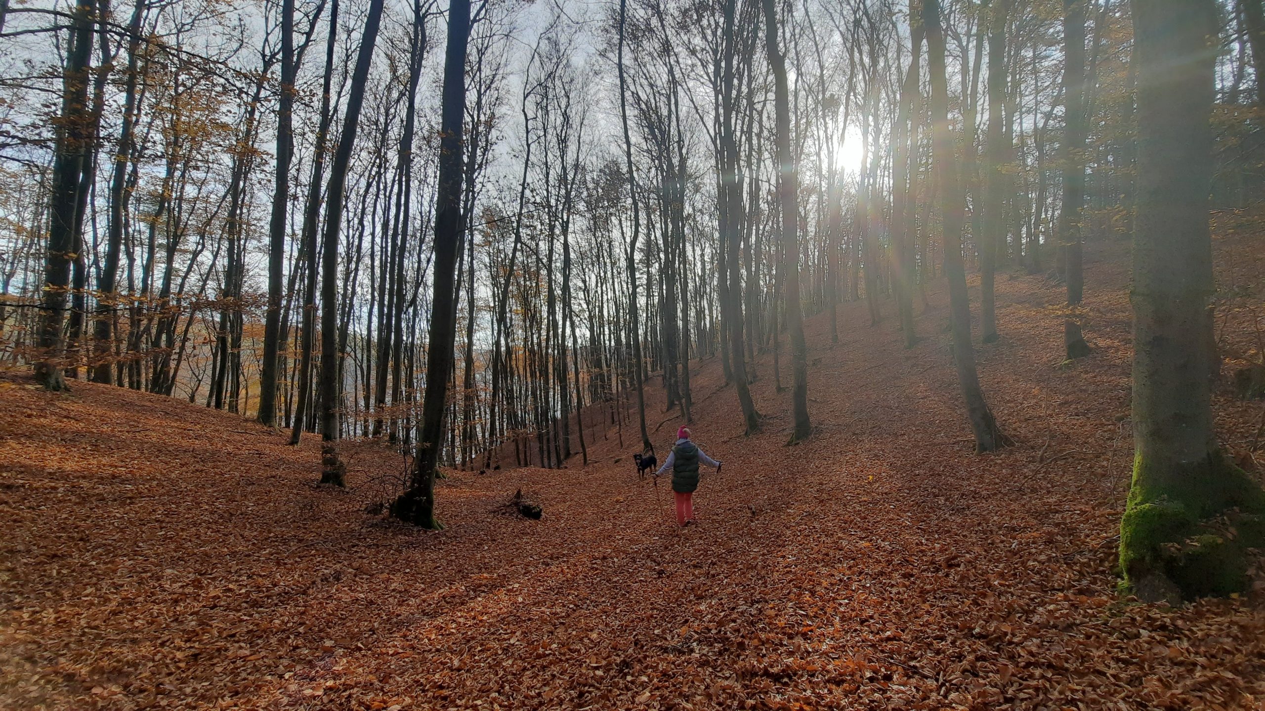 Lasy, spacery, dzika przyroda